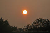 Sun thru Fog above treeline 2