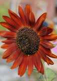 Florence 20100915_17 Sunflower.JPG