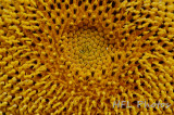 Day 3:: Sunflower Macro with 85mm - Close-up Combo