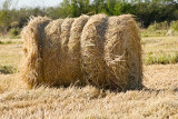 Tufos de palha de arroz