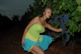 THROUGH THE GRAPES 001.jpg