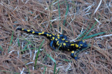 DSC_0018.jpg