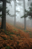 DSC_0033.jpg