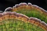 Letchworth SP - Tree Fungus 2