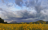 Flagstaff - Bonita Park Sunflowers At Dusk