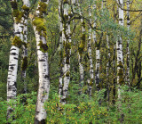 OR - Columbia River Gorge - Mossy Aspen Trunks