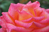 OR - Santa Barbara - Dew Drops on Rose 2