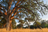 CA - Chico CA - Bidwell Park Oak Tree Last Light