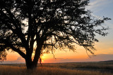 Chico CA - Bidwell Park Oak Tree Sunset
