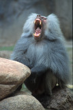 Baboon - Hamadryas 1