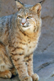 Bobcat 1