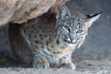 Bobcat 2