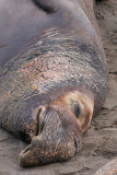 Elephant Seal