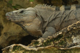 Iguana 1
