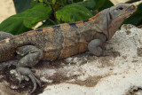 Iguana 2