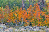 McGee Creek Canyon Fall Color 1