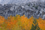 McGee Creek Canyon Fall Color 3