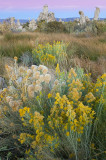 CA - Mono Lake - Grasses & Tufa 1