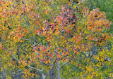 Virginia Lake Canyon Fall Color 1