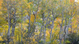 Virginia Lake Canyon Fall Color 2