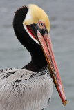 Pelican 2