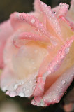 Rain Drop Rose 3