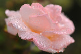 Rain Drop Rose 4