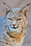 Bobcat 4