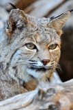 Bobcat 5