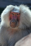Baboon - Hamadryas 3