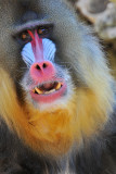 Baboon - Mandrill 4