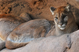 Mountain Lion 4