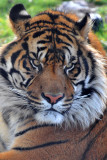 Bengal Tiger 2