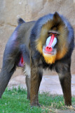 Baboon - Mandrill 5