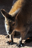 Wallaby 3