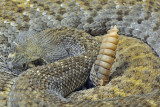Western Diamondback Rattlesnake 5