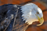 Bald Eagle 1