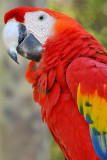 Scarlett Macaw 5