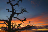 Grand Canyon Sunset Tree Silhouette