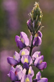 Joshua Tree NP - Backlit Lupine