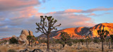 Joshua Tree NP - Wonder Valley Last Light