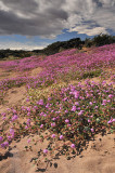 Amboy Crater - Purple Sand Verbena