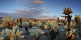 CA - Joshua Tree NP Chollo Garden_23x46