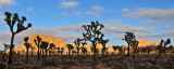 Joshua Tree NP - Afternoon Silhouette_18x45