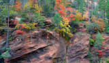 West Fork - Fall Colored Trees & Red Rock_23x39