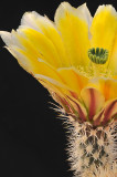 Echinocereus Yellow Blossom