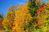 Peak of Fall-2008