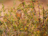 Grijze gors / Rock Bunting