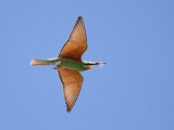 Groene bijeneter / Blue-cheeked Bee-eater