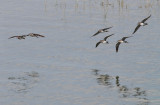 Bosruiter / Wood Sandpiper